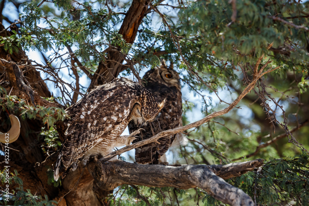 Couple of Spotted Eagle-Owl standing in a tree in Kgalagadi transfrontier park, South Africa; specie Bubo africanus family of Strigidae