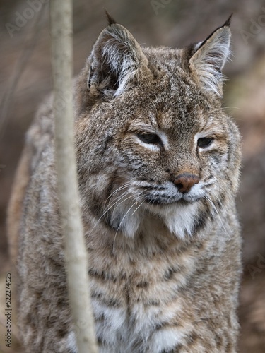 Portrait of an adult male Carpathian lynx, Lynx lynx carpaticus