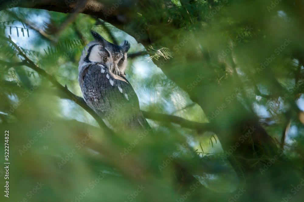 Southern White-faced Owl hiding in green foliage in Kgalagadi transfrontier park, South Africa; specie Ptilopsis granti family of Strigidae