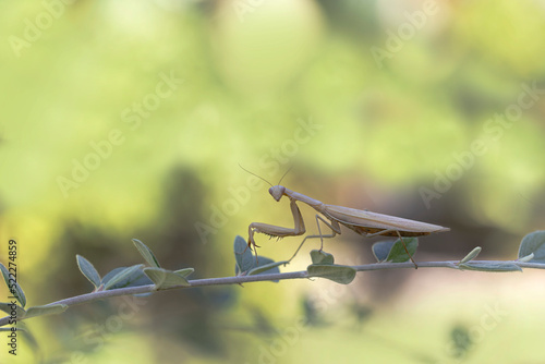 Praying mantis Mantis religiosa on branch