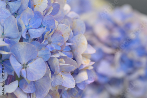 満開の綺麗な紫陽花クローズアップ