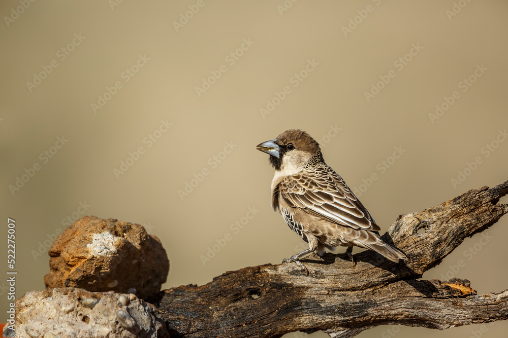 Naklejka premium Sociable Weaver standing on a log rear view in Kgalagadi transfrontier park, South Africa; specie Philetairus socius family of Ploceidae