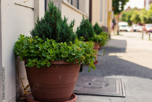 Decorative Thuja fir in clay pot on a sidewalk next to a building wall