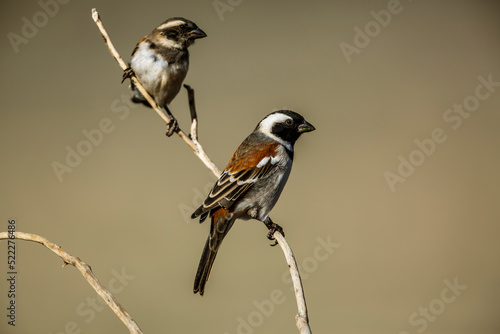 Couple of Cape Sparrows standing on a branch in Kgalagadi transfrontier park, South Africa; specie  Passer melanurus family of Passeridae photo