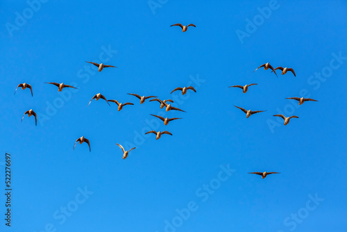 Flock of Burchell's Sandgrouses in flight isolated in blue sky in Kgalagadi transfrontier park, South Africa; specie Pterocles burchelli family of Pteroclidae