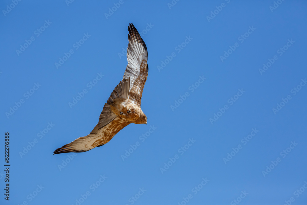 Obraz premium Black-chested Snake-Eagle in flight isolated in blue background in Kgalagadi transfrontier park, South Africa ; Specie Circaetus pectoralis family of Accipitridae