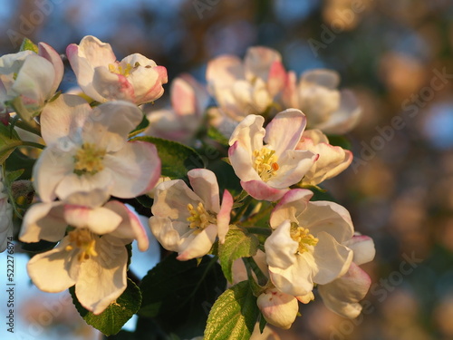 A lot of white-pink flowers of an apple tree close-up against a blue sky and green leaves. Leningrad region  Russia.
