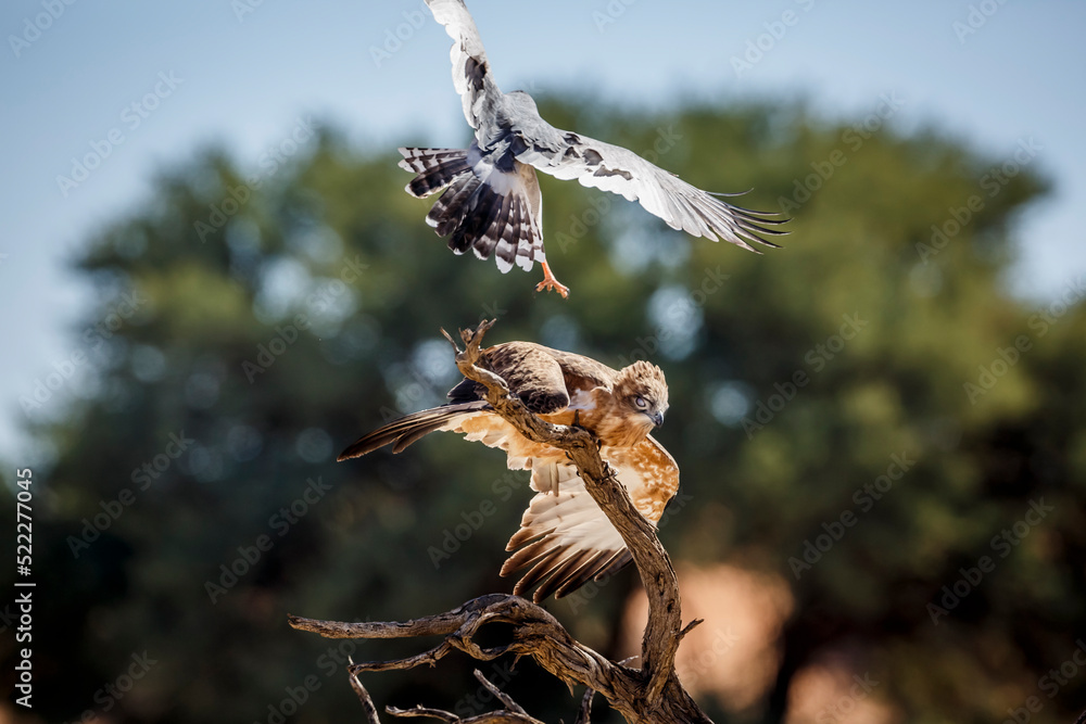 Obraz premium Black-chested Snake-Eagle chased by Pale Chanting-Goshawk in Kgalagadi transfrontier park, South Africa ; Specie Circaetus pectoralis family of Accipitridae