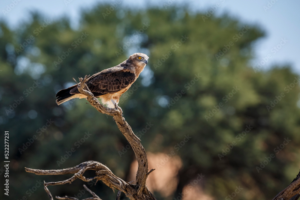 Fototapeta premium Black-chested Snake-Eagle standing on a branch in Kgalagadi transfrontier park, South Africa ; Specie Circaetus pectoralis family of Accipitridae