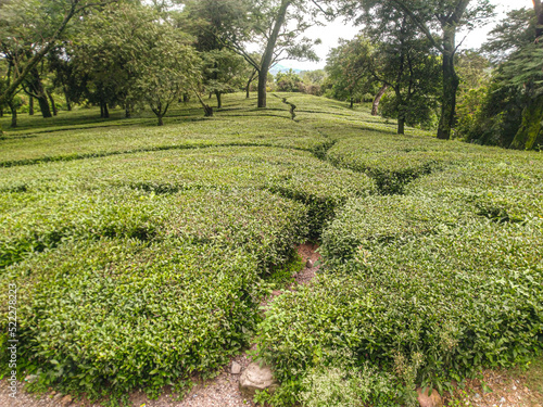 Tea Garden in HImachal Pradesh Dharamashala India 1