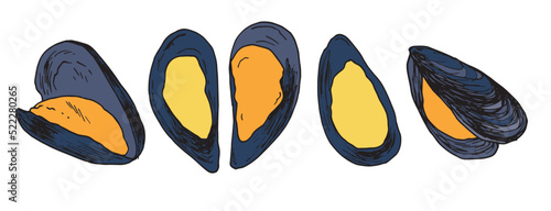 mussels are yellow with a gray shell. hand-drawn set of seafood mussels in sketch style, blue color for design template, packaging, menu. seafood fresh sea mussels with open shells