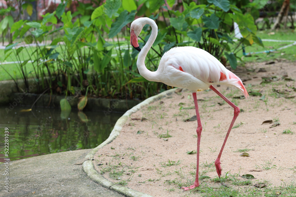 Fototapeta premium The flamingo is stand up in nature garden