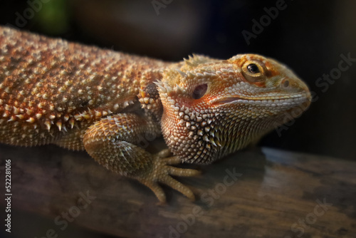 Close up head Horned Lizard at thailand