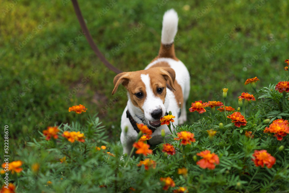Adorable Jack Russell Terrier puppy in leash smelling the flowers in the nature on green park Adorable Jack Russell Terrier puppy in leash smelling the flowers in the nature on green park