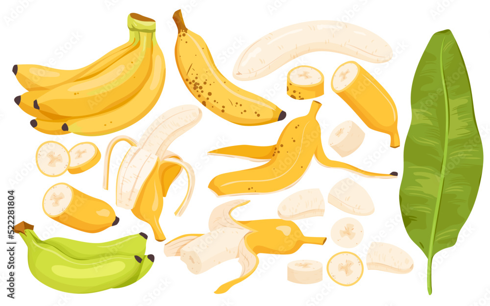 Big set of single half peeled fresh banana ready for eating or cooking healthy summer yummy desserts, organic sweet tropical food for vegan diet. Open banana with peel vector illustration Big set of single half peeled fresh banana ready for eating or cooking healthy summer yummy desserts, organic sweet tropical food for vegan diet. Open banana with peel vector illustration