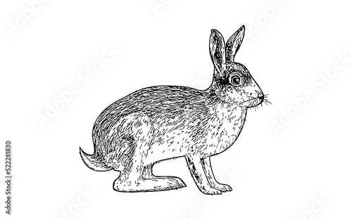 Hand drawn hare. Vector black white sketch