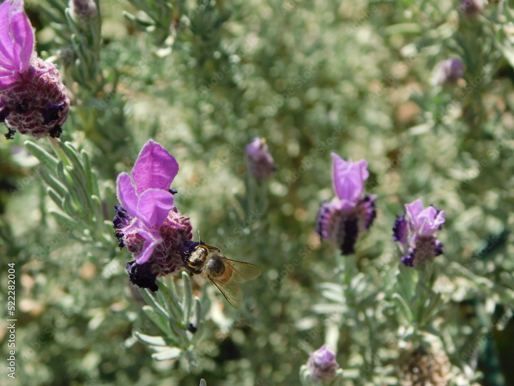 Beautiful Lavender Plant bush in bloom with pretty purple flowers and a bee pollinating a flower petal on a sunny afternoon. Beautiful Lavender Plant bush in bloom with pretty purple flowers and a bee pollinating a flower petal on a sunny afternoon.