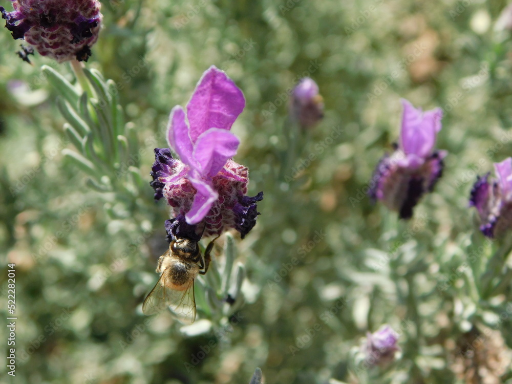 Beautiful Lavender Plant bush in bloom with pretty purple flowers and a bee pollinating a flower petal on a sunny afternoon. Beautiful Lavender Plant bush in bloom with pretty purple flowers and a bee pollinating a flower petal on a sunny afternoon.