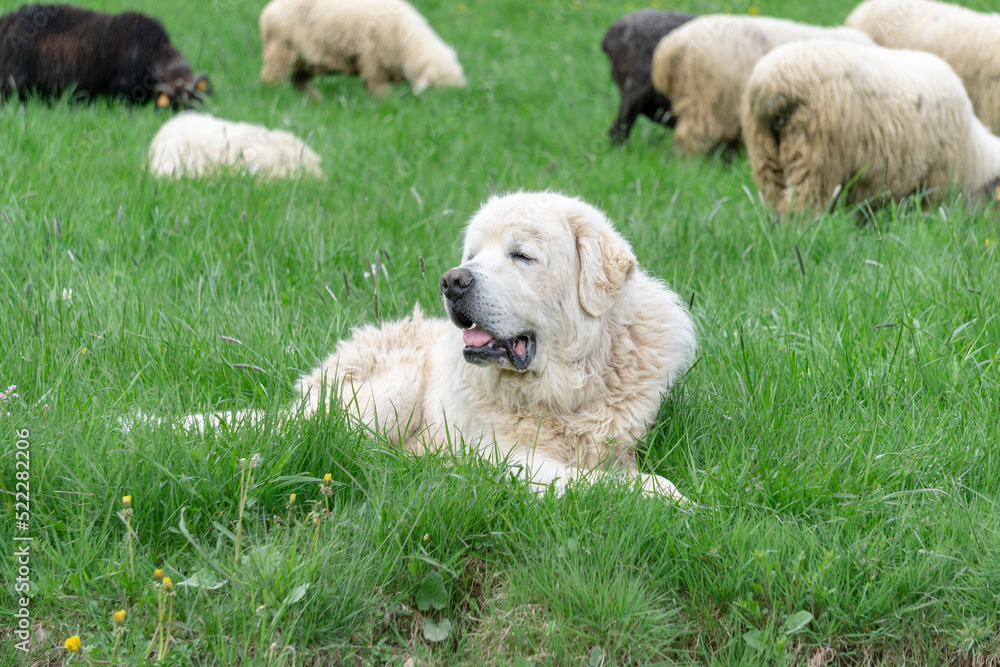 A shepherd dog is guarding a herd of sheep in the Tatra Mountains.