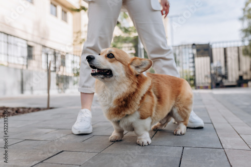 Adorable dog Welsh Corgi Pembroke walking street with owner