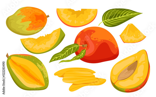 Cartoon isolated ripe and unripe green fruit, whole mango and cut in half with pit and cubic slices for eating, tropical fruit branch with harvest, flower and leaves