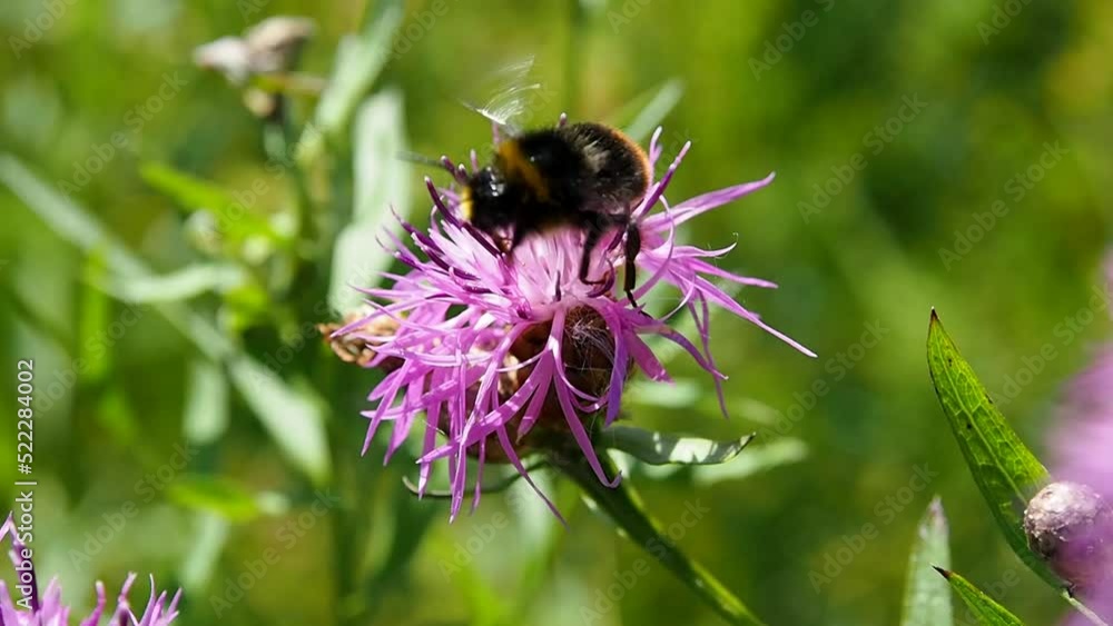 Bumblebee collects pollen on pink clover flowers. A summer field with flowers and insects on a sunny day. Bumblebee collects pollen on pink clover flowers. A summer field with flowers and insects on a sunny day.