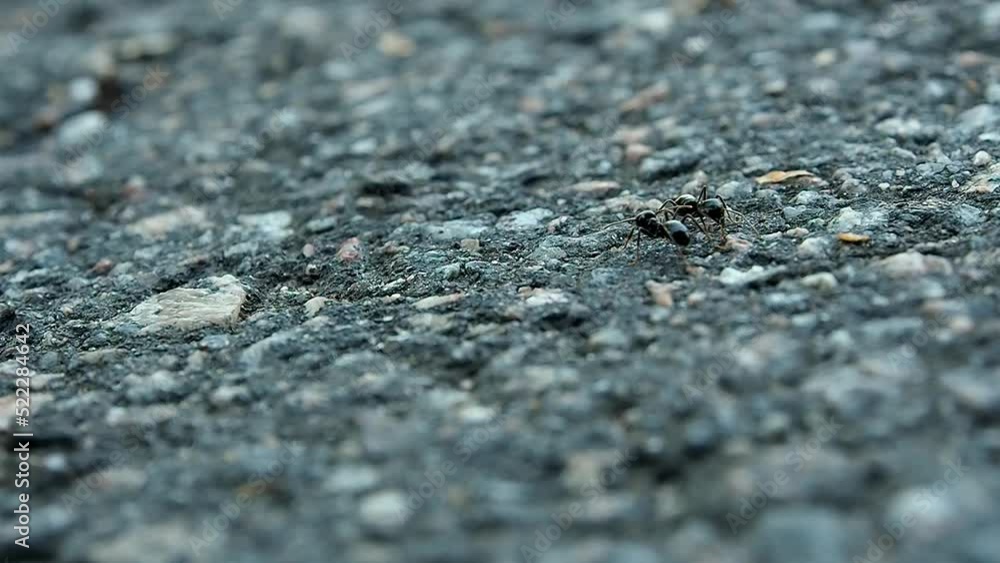 The road of ant workers. Ants run along a stone path. The road of ant workers. Ants run along a stone path.