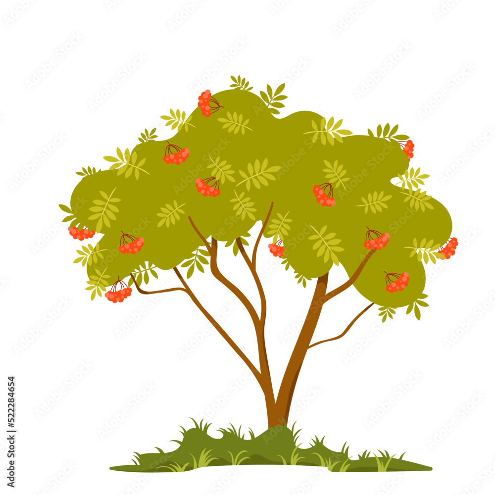 Viburnum berry bush vector illustration. Cartoon isolated silhouette with branches and trunk