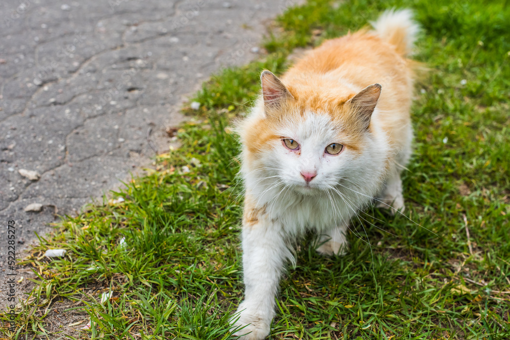 Red cat homeless sick cat is walking outside in the green grass
