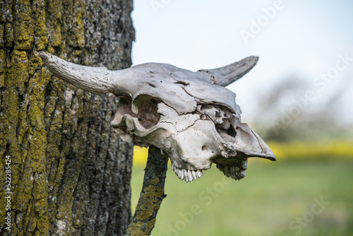 Horned cow head skeleton hanging on wood.