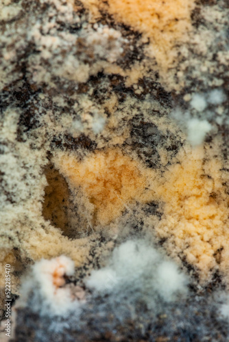 coffee Mold close-up macro © iArt