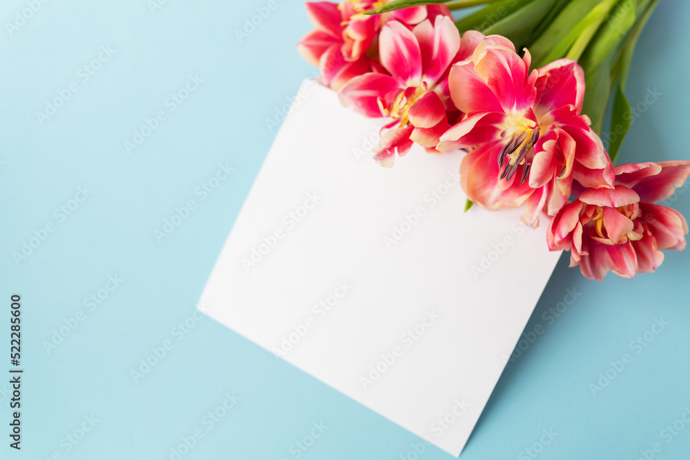 Creative spring composition of tulips with pastel blue paper and white sheet for inscription. Minimal flat lay concept. Ready postcard, banner. Creative spring composition of tulips with pastel blue paper and white sheet for inscription. Minimal flat lay concept. Ready postcard, banner.