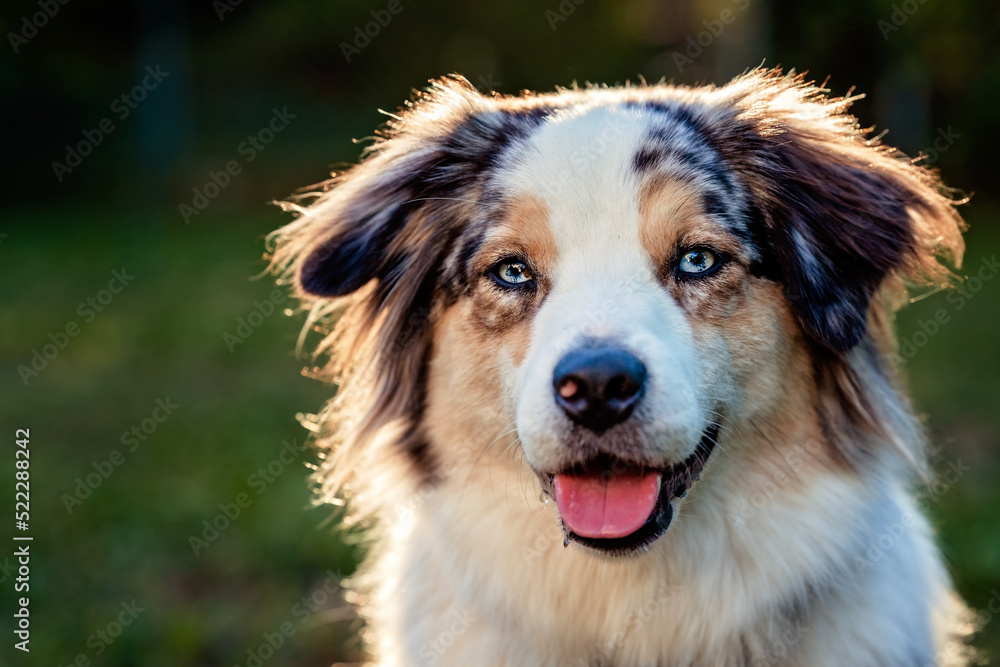 Portrait of cute smiling Australian shepherd dog or Aussie with blue eyes outdoors in sunlight at green grass background in park