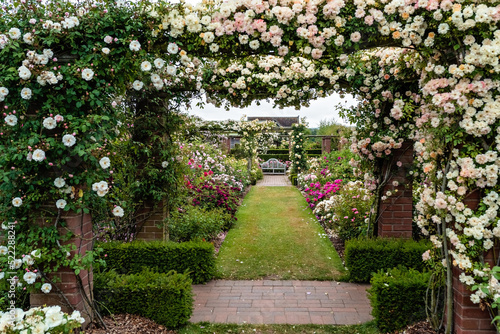 Fototapeta Naklejka Na Ścianę i Meble -  Beautiful arches with white and colorful climbing blooming English roses in David Austin Roses garden, England