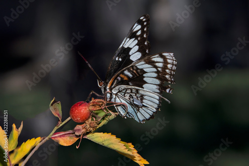 Weidemeyer's Admiral Butterfly (Limenitis weidemeyerii) Feeding on Common Wild Rose (rosa woodsii) photo