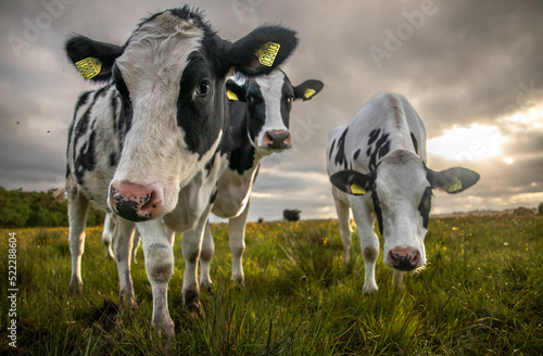 cows in a field