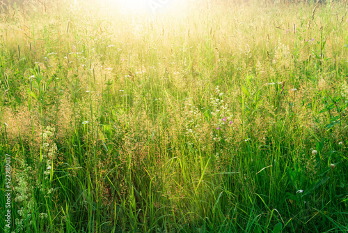 Fototapeta Naklejka Na Ścianę i Meble -  meadow grasses in the sun, warm natural background
