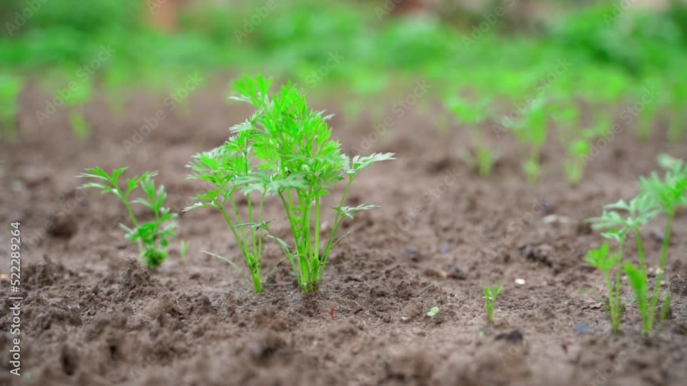Young juicy green leaves of a growing carrot in the soil close-up, blurred background.Smooth camera movement Young juicy green leaves of a growing carrot in the soil close-up, blurred background.Smooth camera movement