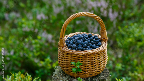  Blueberries in a basket  collected in the forest  on a natural background