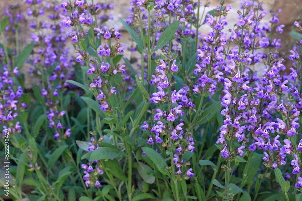 Fototapeta premium Natural background of beautiful sage, lat. Salvia officinalis, blooming. Natural summer sunny floral background of sage at stone wall. Herbal, scented and culinary herb.