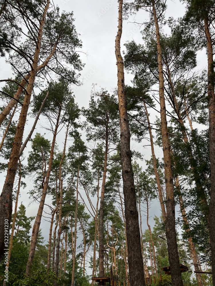 Fototapeta premium Pine trees in the wood