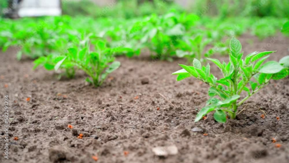 Young potato sprouts in the ground close-up, smooth camera movement Young potato sprouts in the ground close-up, smooth camera movement