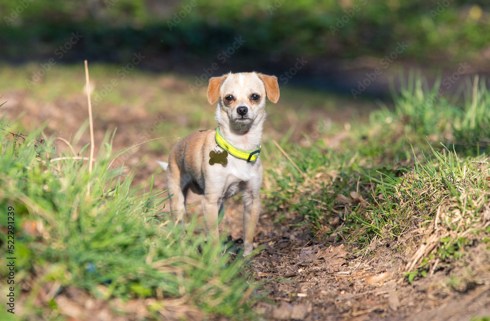 A small chihuahua dog, a toy dog of light brown color, stands on the road. Lost walking dog concept