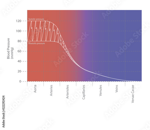 Systemic Blood pressure chart. Chart showing the changes in blood pressure correlated with artery or venous system.