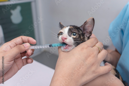 A veterinarian uses an oral syringe to administer liquid dewormer to a kitten. Deworming service at a veterinary clinic. photo