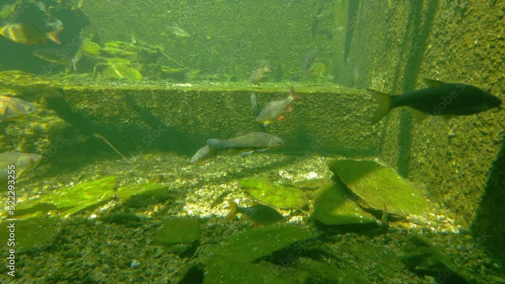 At the bottom of the lake fish slowly swim in the pond At the bottom of the lake fish slowly swim in the pond