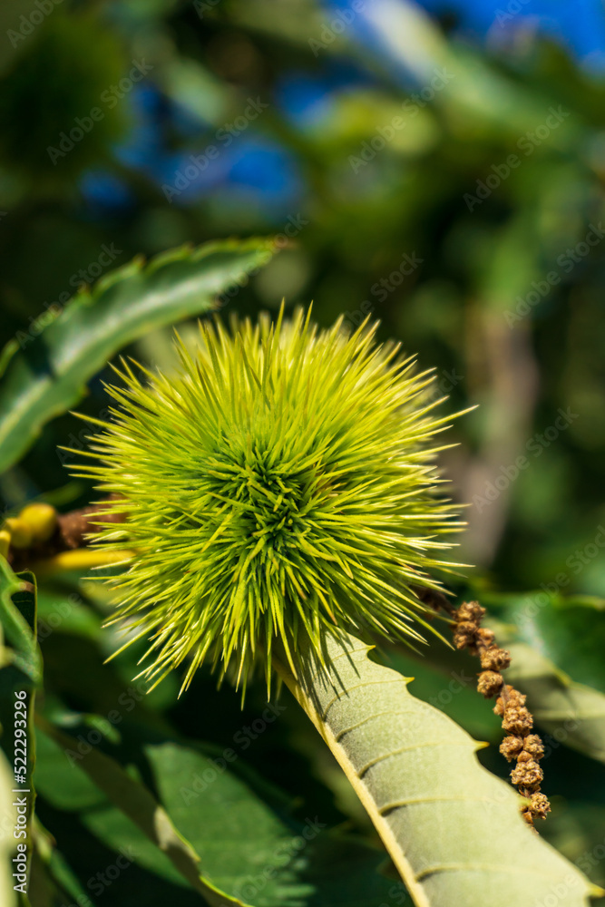 Branches of sweet edible chestnut with green cupules Branches of sweet edible chestnut with green cupules