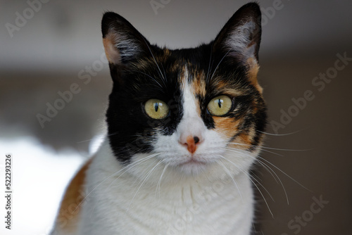 Chat Isabelle femelle domestique en gros plan 