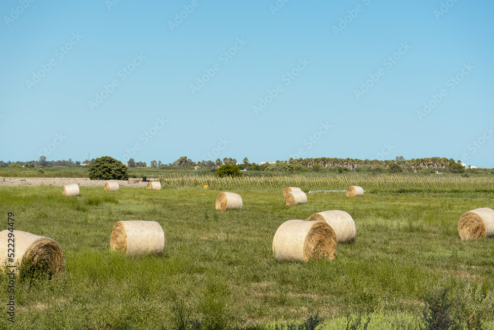 ready-made dry hay, straw, tied into round bales against the background of the field. Harvested cereals in round bales, haystack on a meadow