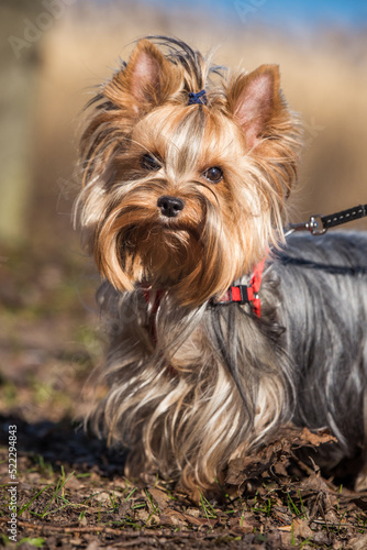 Yorkshire terrier dog sitting close up on nature © zanna_